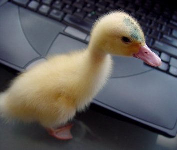 ducky type r.jpg