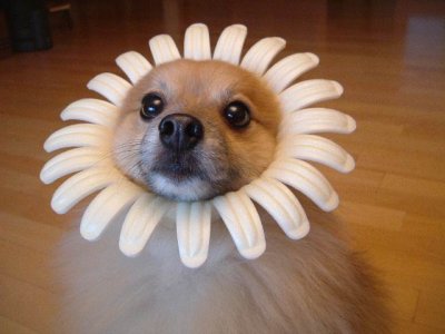 flower pooch.jpg