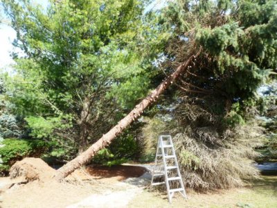 2017-3-12 CO Blue Spruce trimmed up.JPG