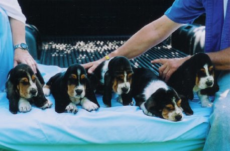 basset_puppies.jpg