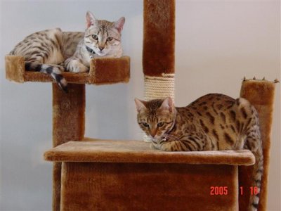 cats jan 14 003 (Small).jpg