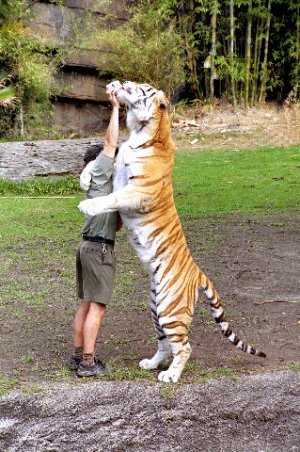 tiger%20drinking%20milk.jpg