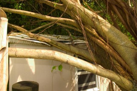 Ficus on Shed (Small).jpg