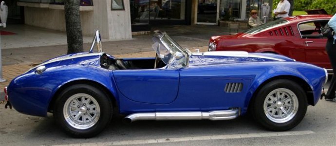 Blue Shelby (Medium).jpg