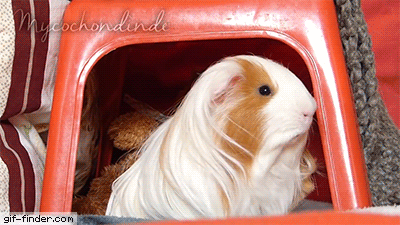 Guinea-Pig-Dramatic-Look.gif.cf.gif