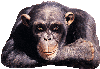 chimp_100.gif