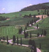 curve_cipressi1.jpg