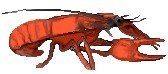 crayfish.jpg