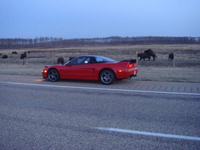 NsxBuffaloJump02_resize.JPG