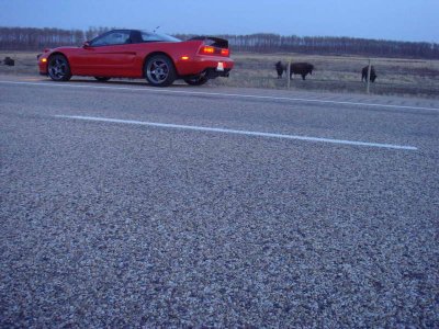 NsxBuffaloJump03_resize.JPG