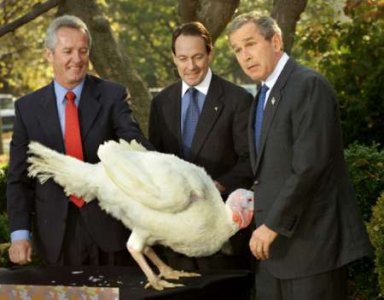 bush_turkey.jpg