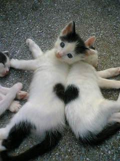 Heart_Kittens.jpg