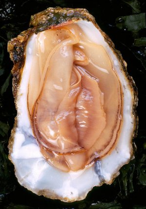 mmm_oyster.jpg