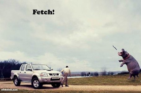 fetch.jpg