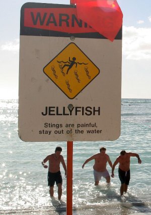 funny-picture-photo-sign-jellyfish-casch52-pic copy.jpg