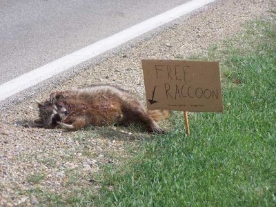 funny-picture-photo-sign-raccoon-CST-pic copy.jpg