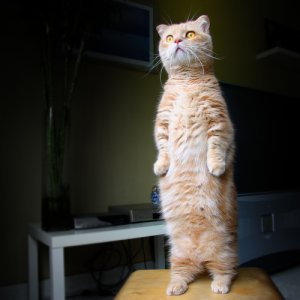 standing_cat.jpg