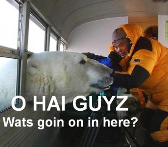 Hai_polar.jpg