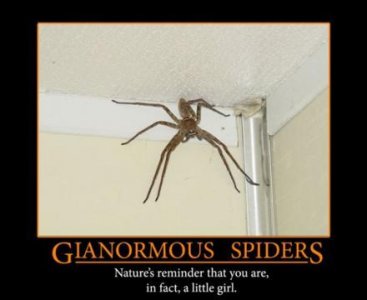 giant-spiders-men-into-girls-demotivational-poster.jpg