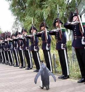 march-of-the-penguin.jpg