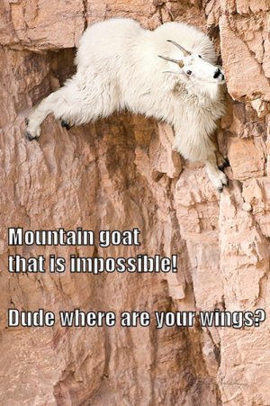 Mountain_goat.jpg