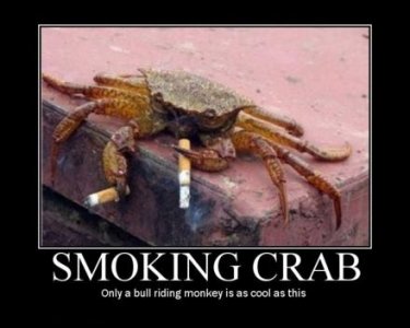 smoking-crab-bull-riding-monkey-demotivational-poster.jpg