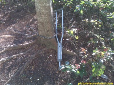 wtf_pics-crutch-tree.jpg