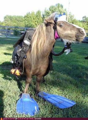 wtf_pics-scuba-horse.jpg