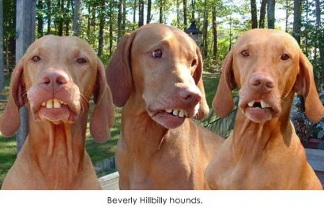 beverly_hillbilly_hounds.jpg