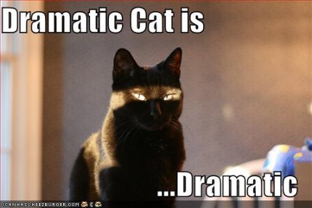 dramaticcat.jpg