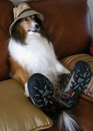 funny-collie-04.jpg