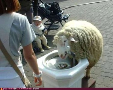 wtf-pics-thirsty-sheep.jpg