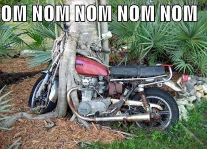 tree_nom_bike2.jpg