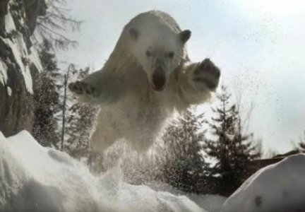 Most-Awesome-Polar-Bear-Photo-Ever_500x500.jpg