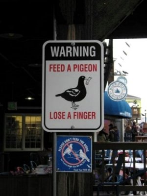 pigeon-warning.jpg