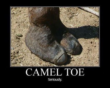 camel.jpg