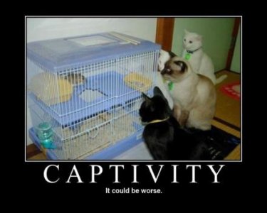 captivity-pets-demotivational-posters.jpg