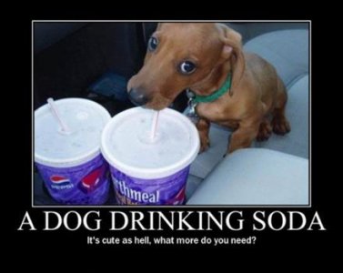 dog-drinking-soda-demotivational-poster.jpg