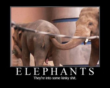 elephants.jpg