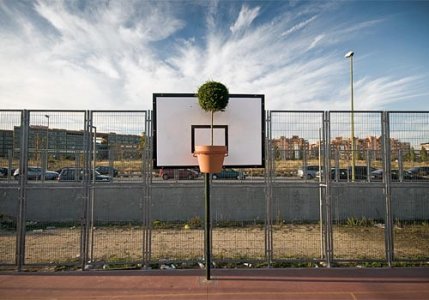 basketball-plant.jpg