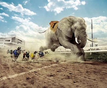 elephant-race.jpg