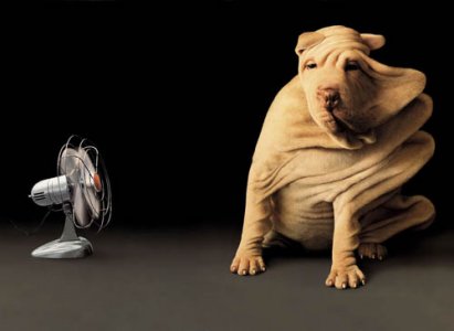 flabby-shar-pei.jpg