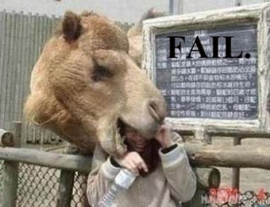 Camel_Trainer_FAIL.jpg