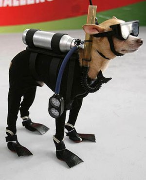 scuba-diving-chihuahua-01.jpg