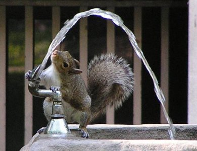 squirrel-drinking-fountain.jpg