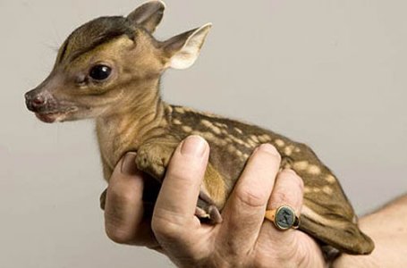 tiny-baby-deer.jpg