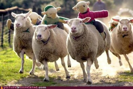 wtf-pics-sheep-on-sheep.jpg