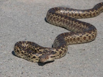 Gopher Snake a.jpeg.jpg