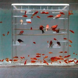 bird-fish-tank.jpg