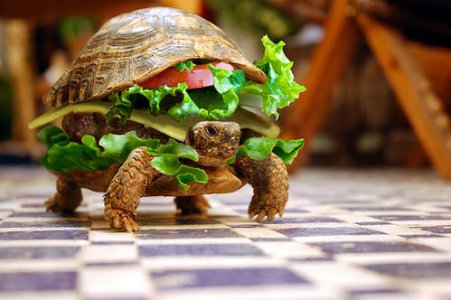 turtle_burger.jpg